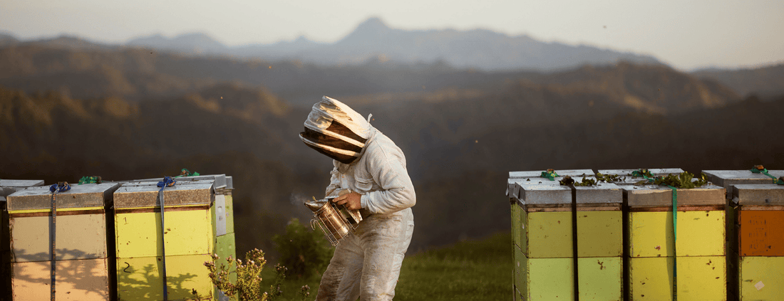 Egmont Honey Purity and Sustainability - A beekeeper in NZ