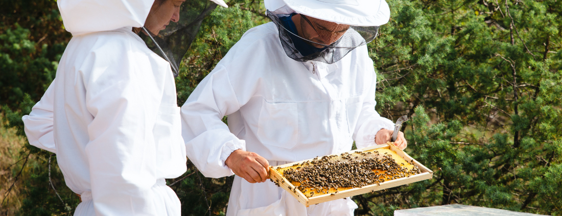 Le miel de Manuka est-il cru ? Un guide complet - Apiculteur