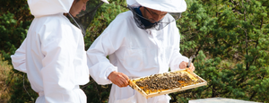 Le miel de Manuka est-il cru ? Un guide complet - Apiculteur