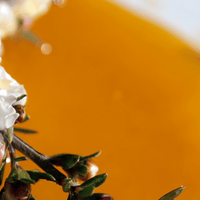 Qu'est-ce que le miel de Manuka