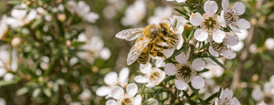 Une abeille butinant la fleur de Manuka